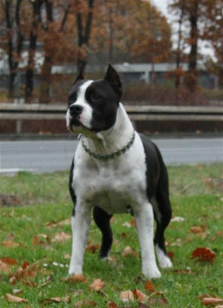 Amerikansk staffordshire terrier KIARA billede 10
