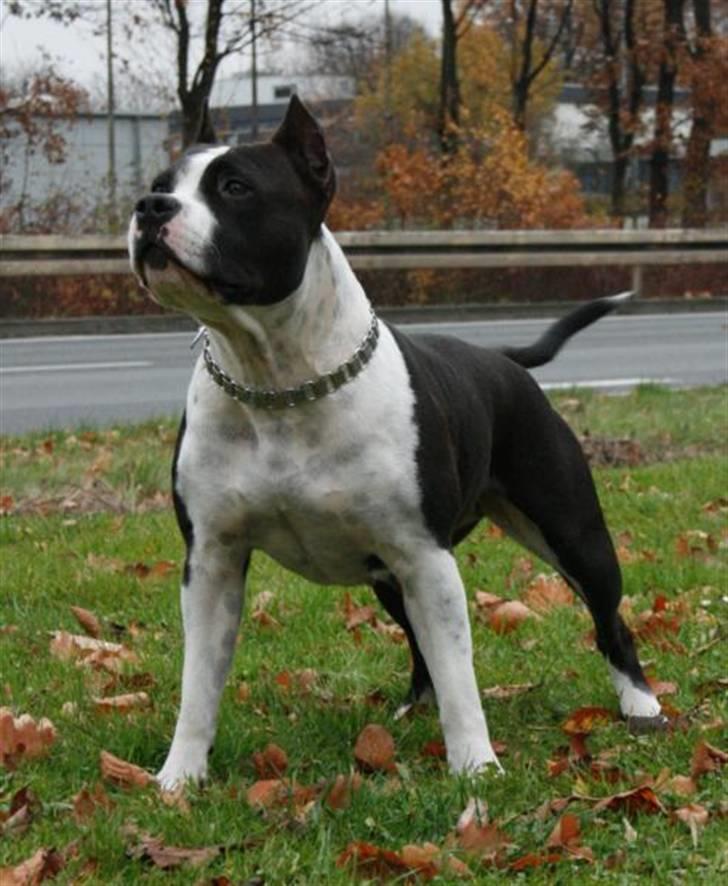 Amerikansk staffordshire terrier KIARA billede 11
