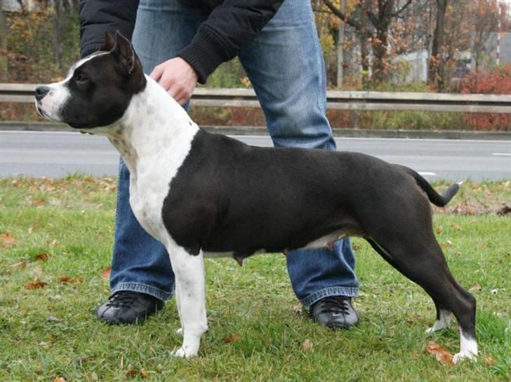 Amerikansk staffordshire terrier KIARA billede 12