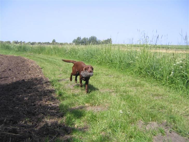 Labrador retriever Linka - Hun elsker at appotere - især med "kaninen" billede 1