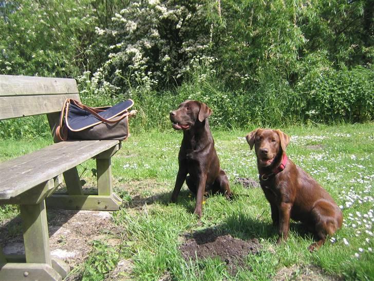 Labrador retriever Linka - Linka til træning ved mosen sammen med Baileys billede 2