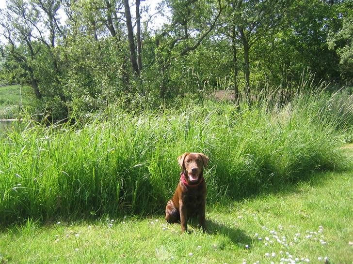 Labrador retriever Linka billede 3