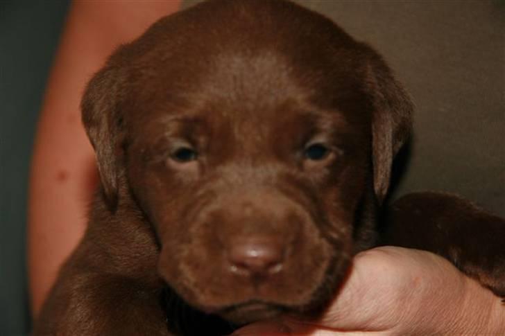Labrador retriever Linka - Linka bare 5uger gammel ca. billede 4