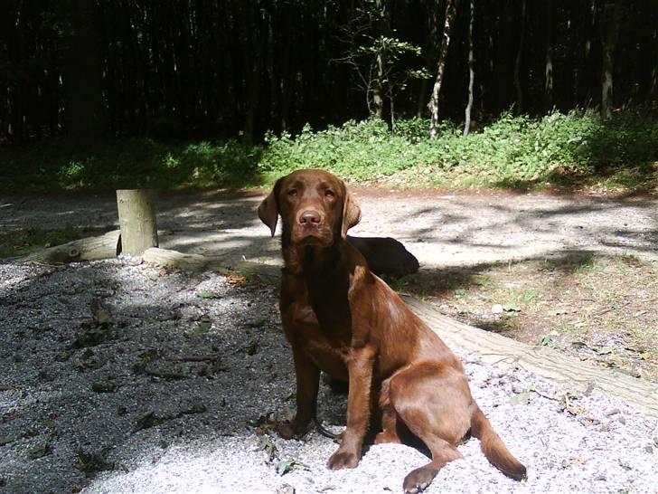 Labrador retriever Linka billede 5