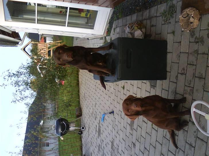 Labrador retriever Linka billede 6