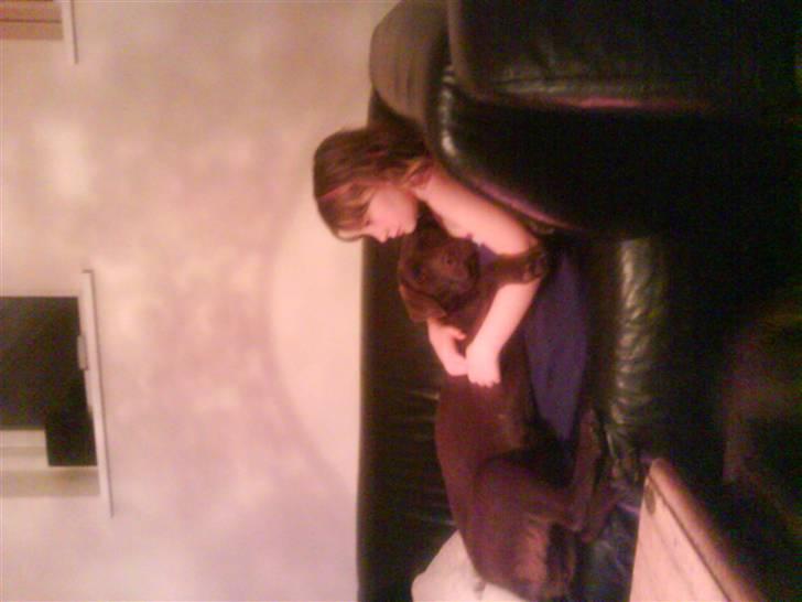 Labrador retriever Linka - Hygge i sofaen... billede 7