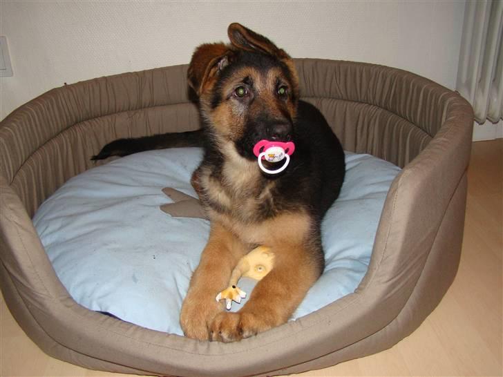 Schæferhund Dee-Jay billede 8