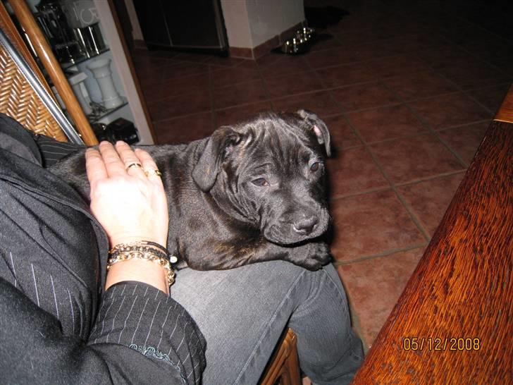 Staffordshire bull terrier Louis billede 2