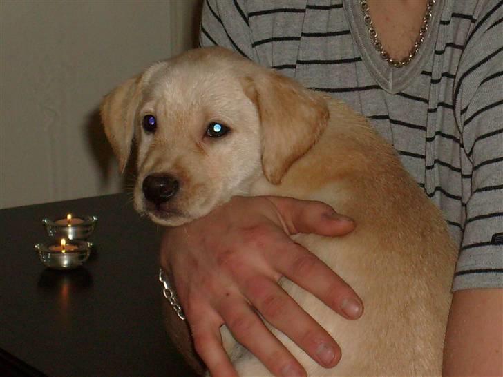 Labrador retriever rico billede 1