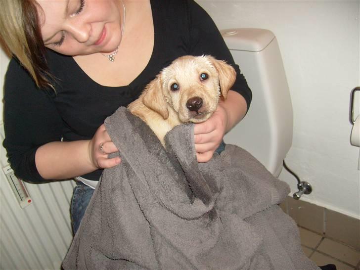 Labrador retriever rico billede 2