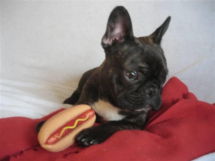 Fransk bulldog Robert2 - 1 fransk & 1 alm. hotdog :-) billede 5