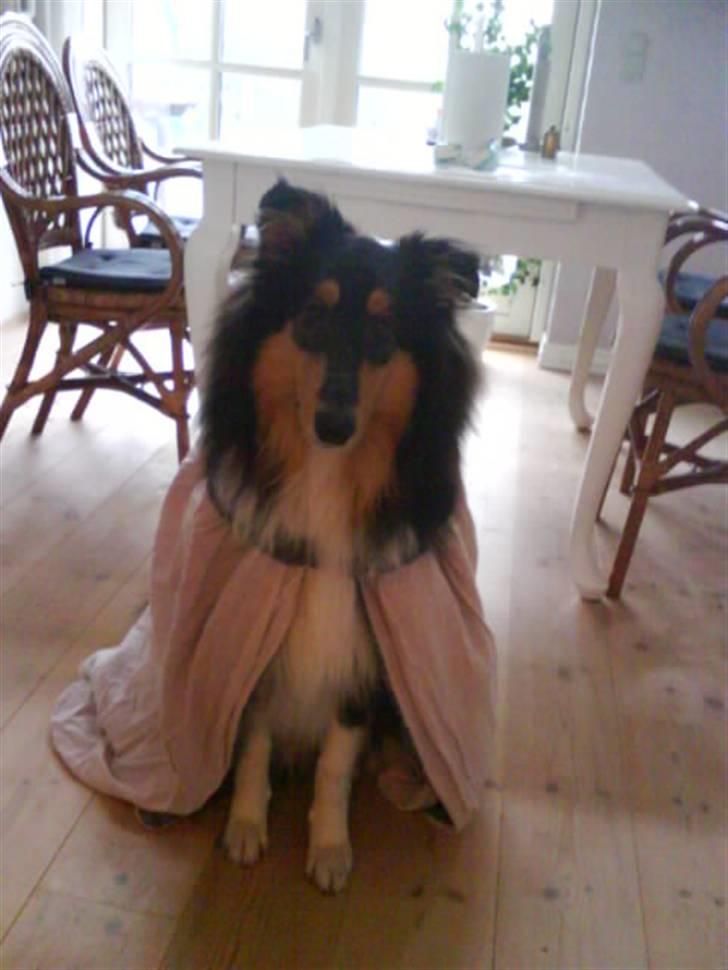 Collie langhåret Baloo - Super hund  billede 11