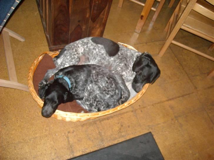 Blanding af racer Basse billede 11