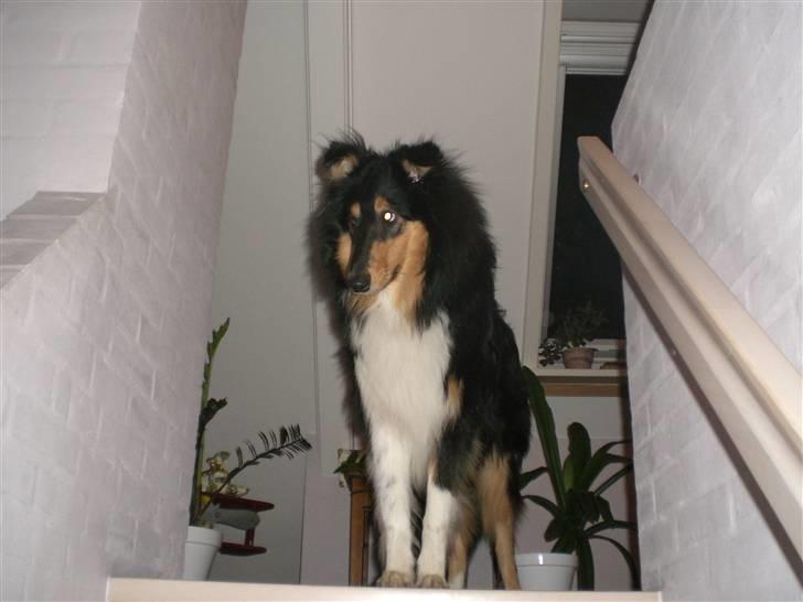 Collie langhåret Baloo - jeg er hundenes konge.    hehe billede 12