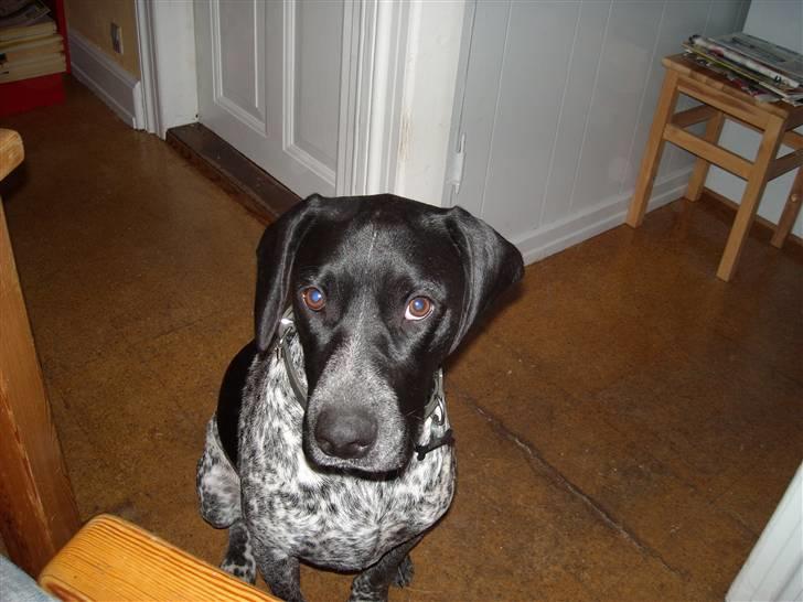 Blanding af racer Basse billede 12