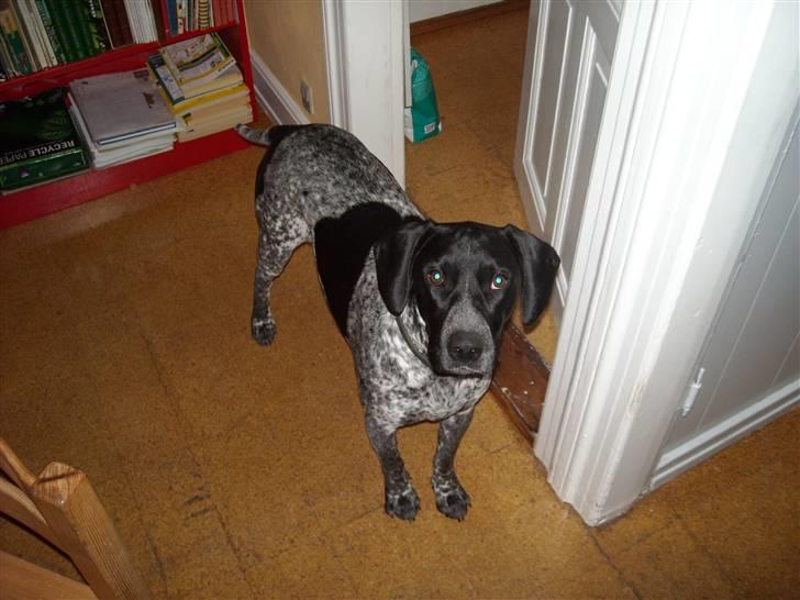 Blanding af racer Basse billede 13