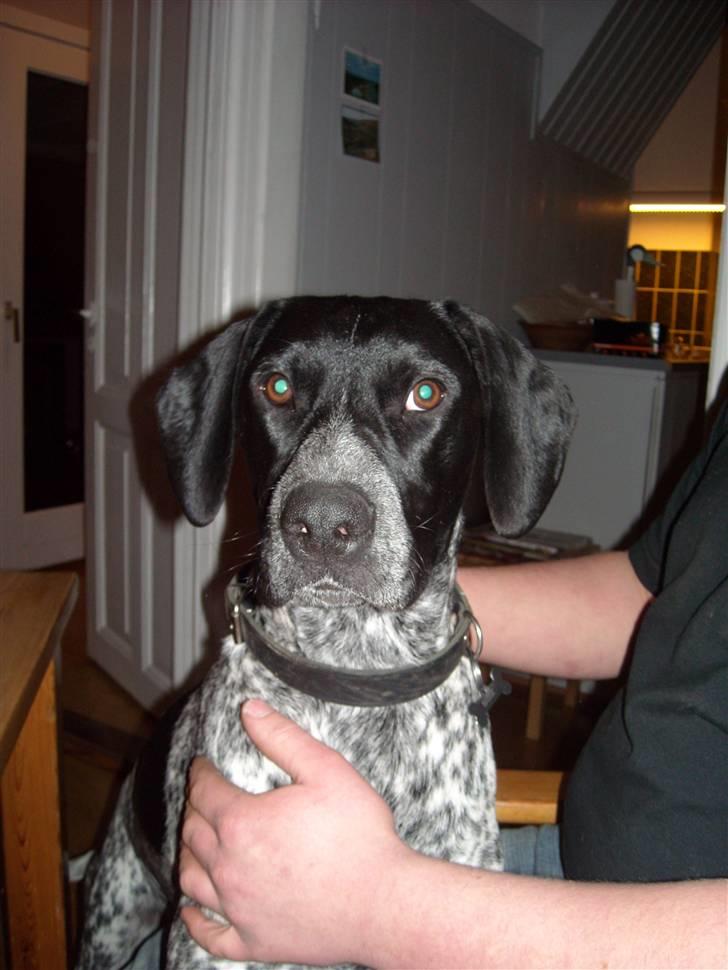 Blanding af racer Basse billede 14