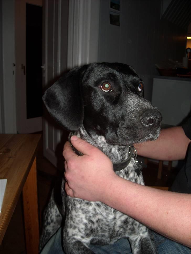 Blanding af racer Basse billede 15