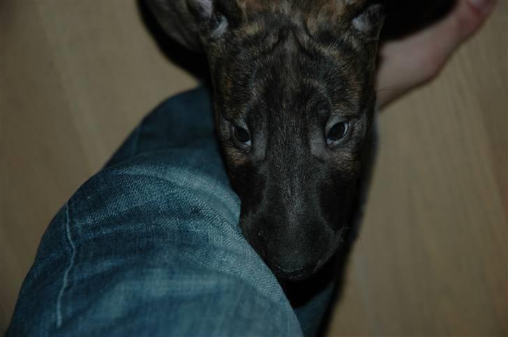 Bullterrier Eddie billede 1