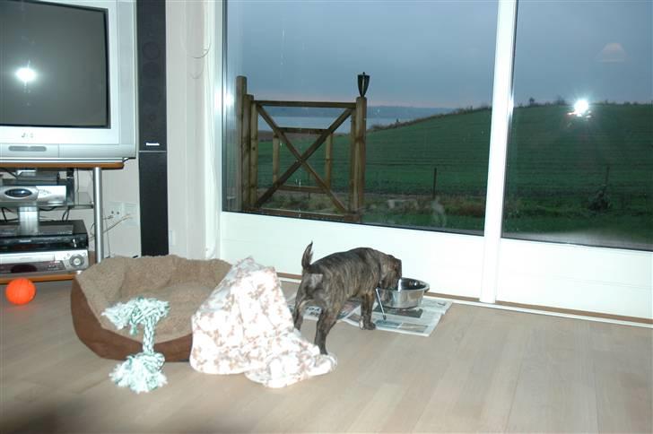 Bullterrier Eddie billede 2