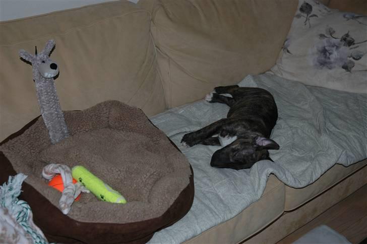 Bullterrier Eddie billede 3