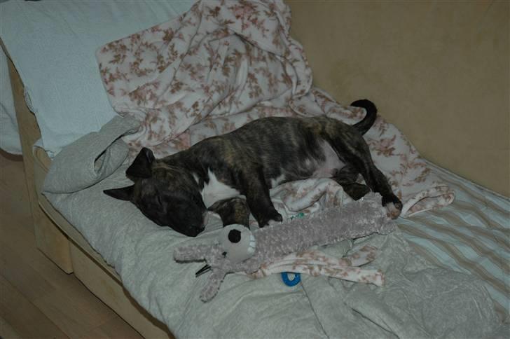 Bullterrier Eddie billede 4