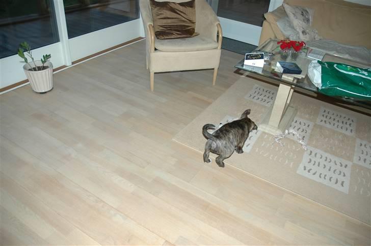 Bullterrier Eddie billede 5