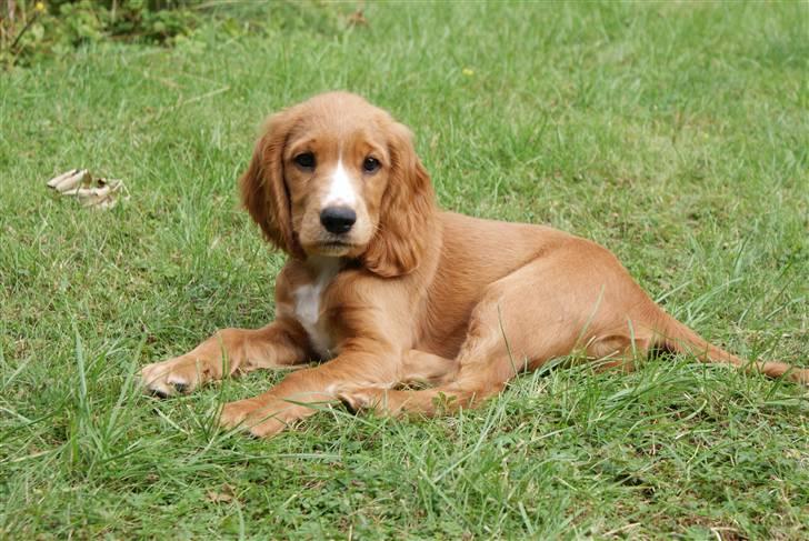Cocker spaniel Louie billede 1