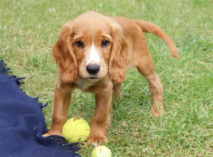 Cocker spaniel Louie - MIN bold:-) billede 2