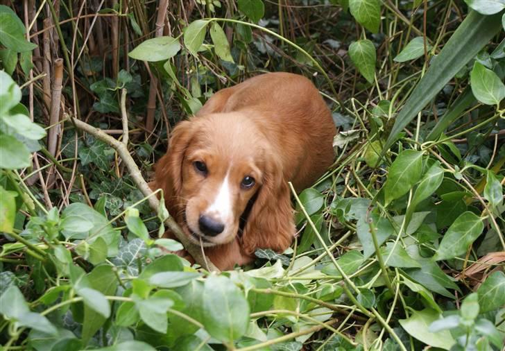 Cocker spaniel Louie - Det hemmelige gemmested billede 3