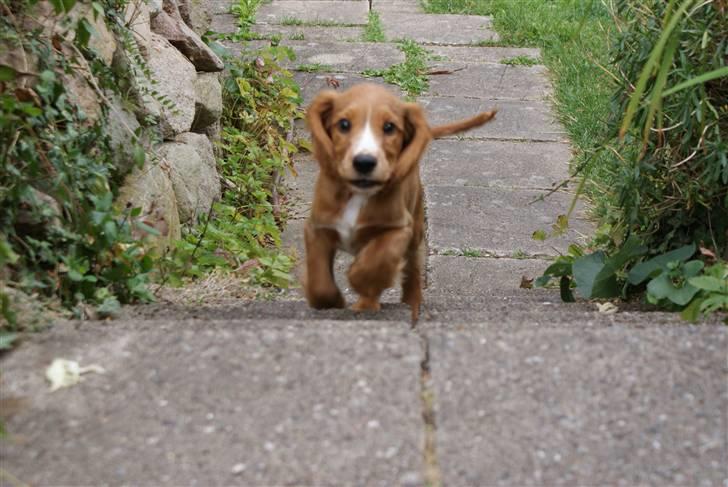 Cocker spaniel Louie - Fart på... billede 4