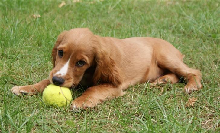 Cocker spaniel Louie billede 5