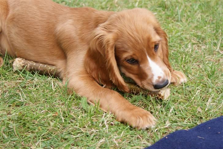 Cocker spaniel Louie billede 6