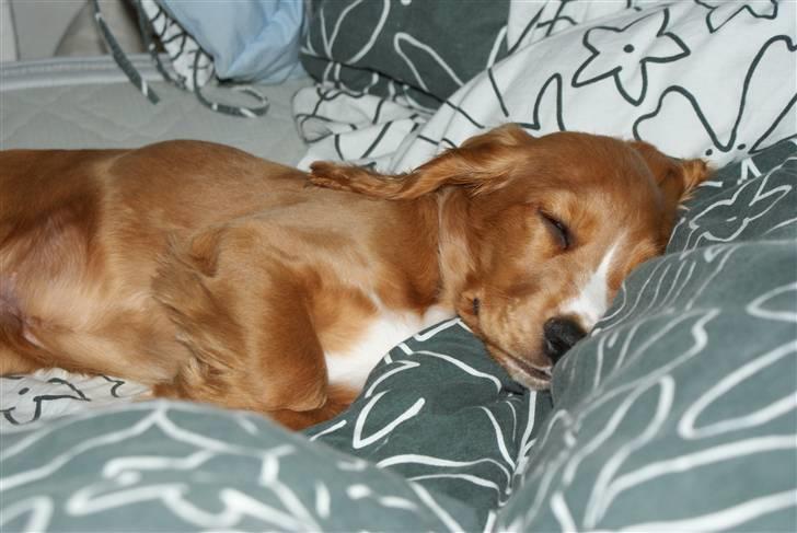 Cocker spaniel Louie - Putte sove billede 7