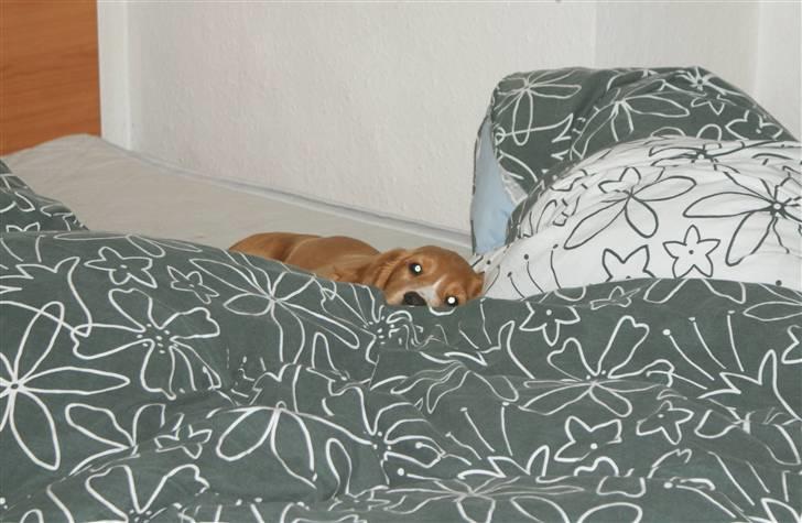 Cocker spaniel Louie - Mon nogen opdager at jeg har sneget mig op i sengen?? billede 8
