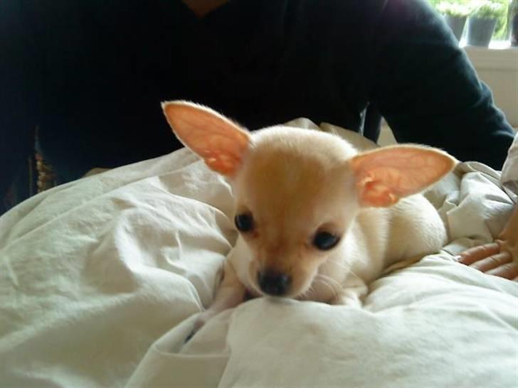Chihuahua ¨˜”°º•Gucci•º°”˜¨ billede 12