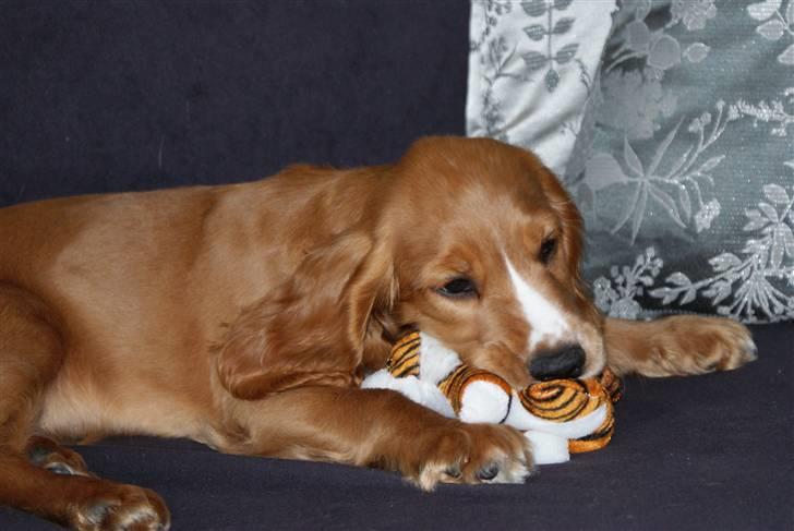 Cocker spaniel Louie billede 9