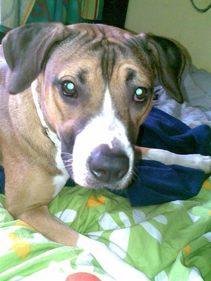 Amerikansk staffordshire terrier Daisy billede 3