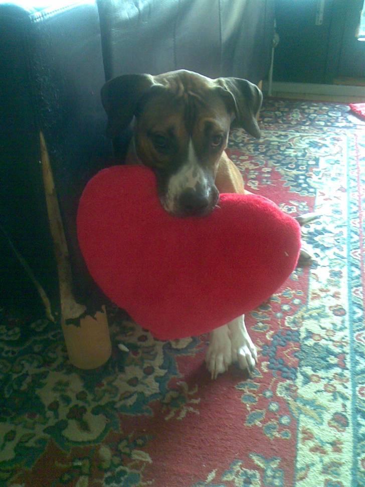 Amerikansk staffordshire terrier Daisy billede 4