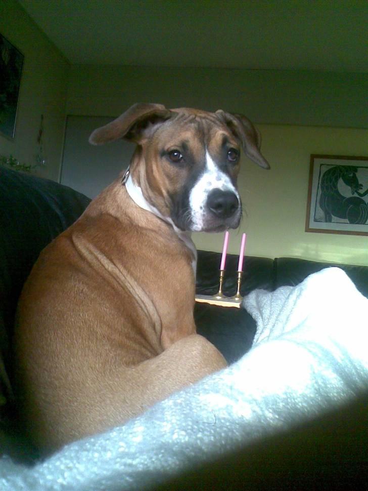 Amerikansk staffordshire terrier Daisy billede 5