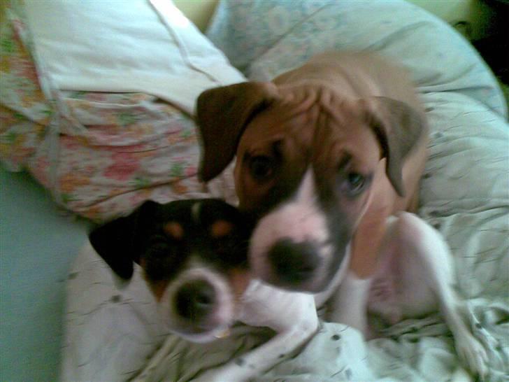 Amerikansk staffordshire terrier Daisy billede 6