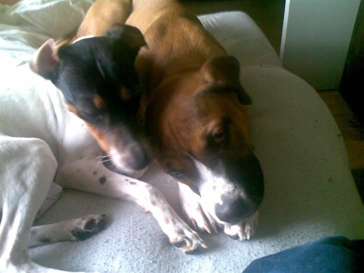 Amerikansk staffordshire terrier Daisy billede 7