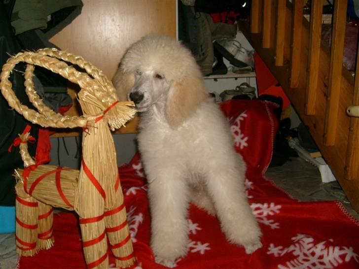 Storpuddel Khan billede 12