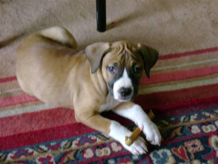 Amerikansk staffordshire terrier Daisy billede 8