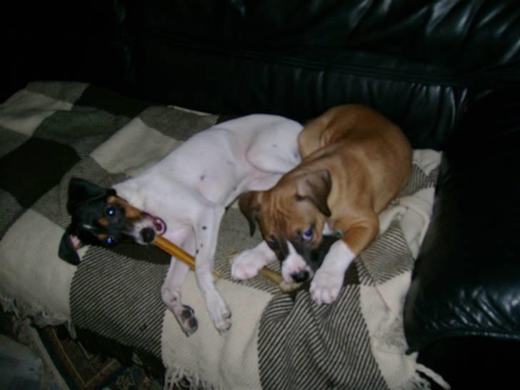 Amerikansk staffordshire terrier Daisy billede 9