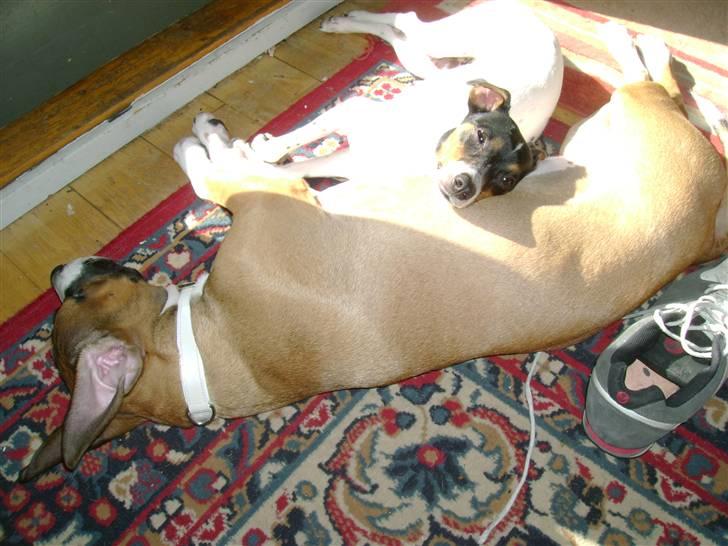 Amerikansk staffordshire terrier Daisy billede 10