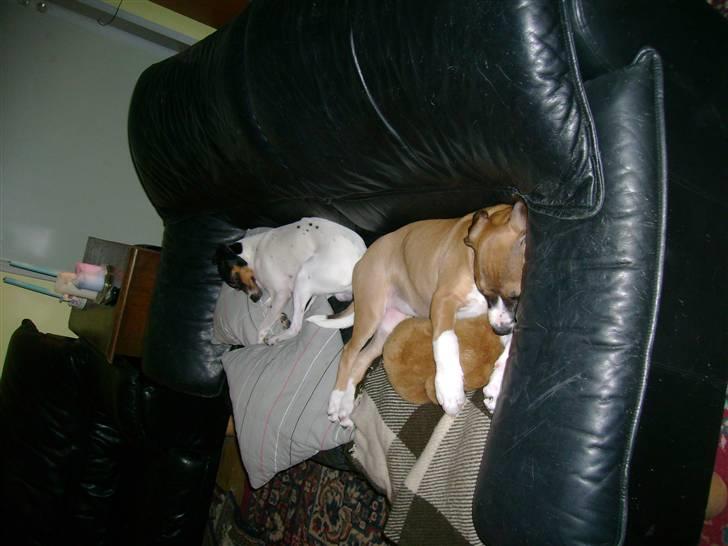 Amerikansk staffordshire terrier Daisy billede 11