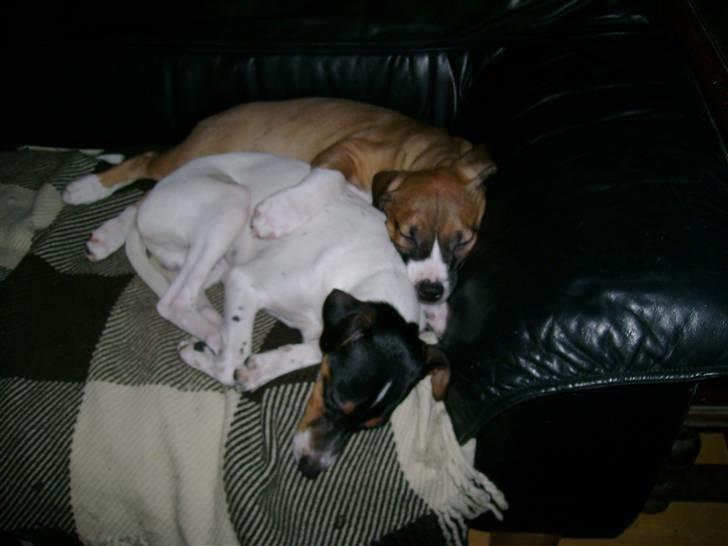 Amerikansk staffordshire terrier Daisy billede 12