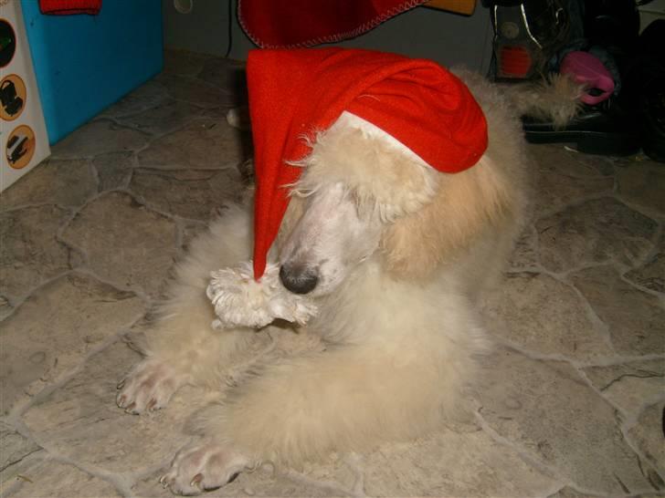 Storpuddel Khan billede 13