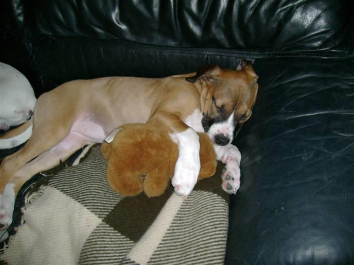 Amerikansk staffordshire terrier Daisy billede 13